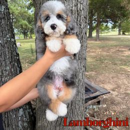 Lamborghini - Blue merle male Bernedoodle puppy in Mount Vernon, Missouri from PoodlelyDoodlely