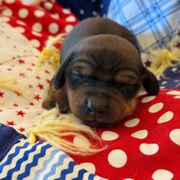 Daisy- white collar - Red female Dachshund puppy in Delta, Utah from Dix n’ Dot Dachshunds