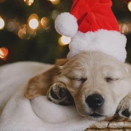 Golden Retrievers from Golden Dreams Goldens
