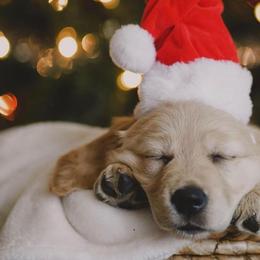 Golden Retrievers from Golden Dreams Goldens