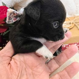 Ebony - Blue and white female Chihuahua puppy in Fallon, Nevada from Blue Chihuahuas of Nevada