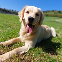 Goldendoodles and Golden Retrievers from Sunshine Valley Puppies