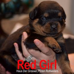 Puppy 4 - Black and mahogany female Rottweiler puppy in Houston, Texas from Haus Der Grossen Pfoten Rottweilers