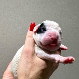 Girl 3 - White female Boxer puppy in Jamesville, New York from Reynolds Homestead Boxers