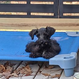Ash - Black male Schnoodle puppy in Andalusia, Alabama from Kaleidoscope Kennels