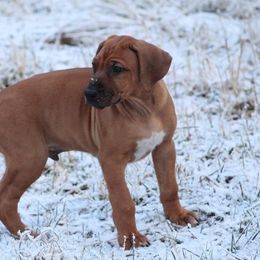 Rhodesian Ridgeback Puppies from Supernova Ridgebacks