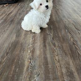 Maltese Puppies from TCBs Glowing Maltese