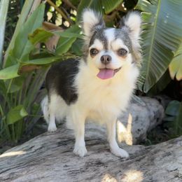 Lily 7000 - Black sabled silver female Chihuahua puppy in Miami, Florida from Natalias Tiny Chihuahuas