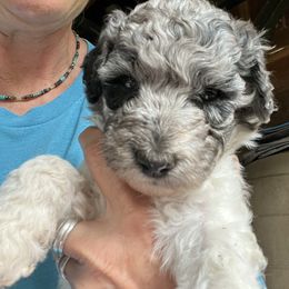 Labradoodle Puppies from Bear Creek Labradoodles