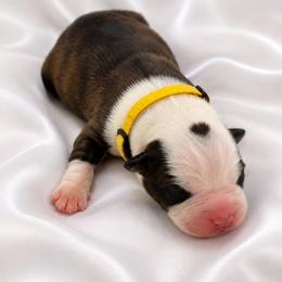 Yellow collar - Black brindle and white male Boston Terrier puppy in Sunnyside, Washington from Boston Terriers