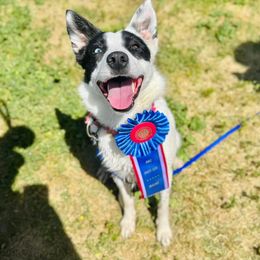Snap - Border Collie
