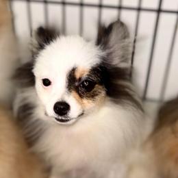 Prancer - Tri-colored male Pomeranian puppy in Gilmer, Texas from Fairchild Fancy Pomeranians and Coachella Pomeranians