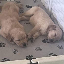 Golden Retriever Puppies from Graceful Goldens