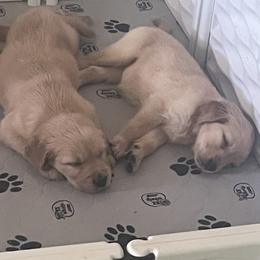 Golden Retriever Puppies from Graceful Goldens
