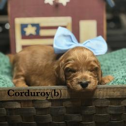 Corduroy - Red male Australian Labradoodle puppy in Citrus Heights, California from Elite Blend Labradoodles
