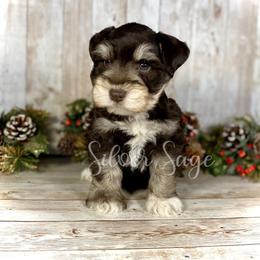 Miniature Schnauzer Puppies from Silver Sage Schnauzers
