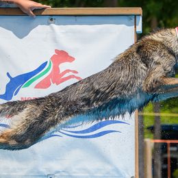 German Shepherds from Iron Legacy Working Dogs