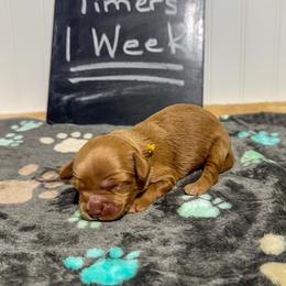 Wallace - Caramel male Australian Labradoodle puppy in Avon, Indiana from Forever Friends Labradoodles