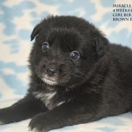 Miracle - Black & white female Miniature Australian Shepherd puppy in Patterson, North Carolina from DreamLine Aussies