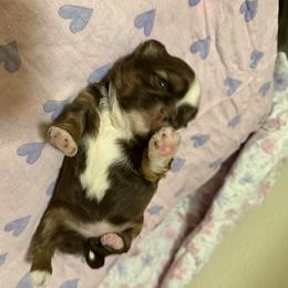 Peach - Chocolate and tan female Shih Tzu puppy in Live Oak, California from Irma's Shih Tzus