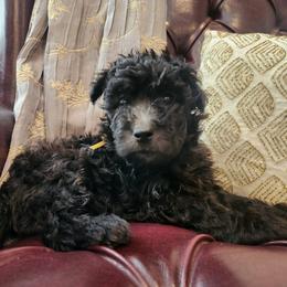 Ms Yellow - Black female Pumi puppy in Albuquerque, New Mexico from Marylynn's Pumis