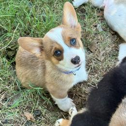 Superman - Sable male Pembroke Welsh Corgi puppy in Millsap, Texas from Punchy Pembroke Ranch