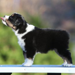 SAGE - Black tri docked tail - Black tri female Miniature American Shepherd puppy in Valparaiso, Indiana from Wigglebutt