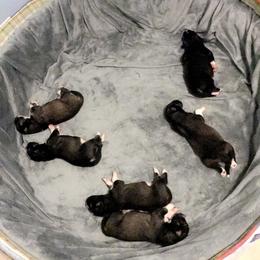 Pomsky and Siberian Husky Puppies from Kristie’s Husky Haven