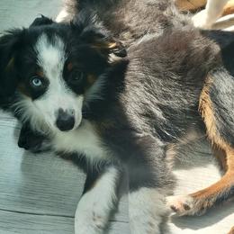 ALPHALFA BTM - Black tri male Toy Australian Shepherd puppy in Norwood, Missouri from Looney Farm’s Toy & Mini Aussies
