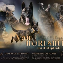 Dutch Shepherd puppies from van Horushuis Dutch Shepherds