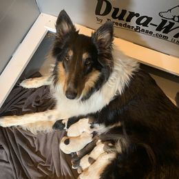 Maggie  - Collie