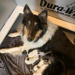 Maggie  - Collie