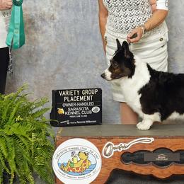 Diamond - Cardigan Welsh Corgi