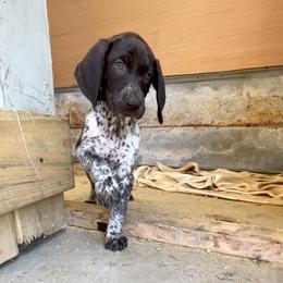 German Shorthaired Pointer Puppies from Dem Feuerhaus Gun Dogs