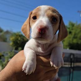 Chai - Piebald female Dachshund puppy in Upland, California from The Puppy Cottage