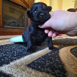 Aeris - Purple - Black female German Shepherd puppy in Pine Bush, New York from Ahnenwätcher GSD