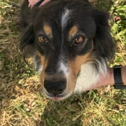 Slider - Australian Shepherd