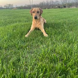 Wesson - Labrador Retriever