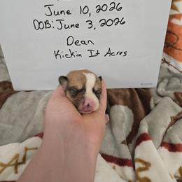 Dean - Red male Pembroke Welsh Corgi puppy in Chariton, Iowa from Kickin It Acres BCs