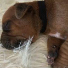 Rhodesian Ridgeback Puppies from Krystal Rhodesian Ridgebacks