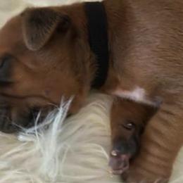 Rhodesian Ridgeback Puppies from Krystal Rhodesian Ridgebacks