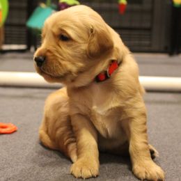 Boy 6 - male Golden Retriever puppy in North Logan, Utah from Twin Canyon Retrievers
