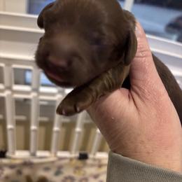 Chocolate male - Chocolate male Dachshund puppy in Clarksdale, Mississippi from Bo Didley's Doxies