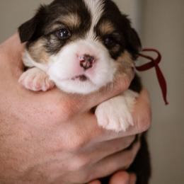 Cori - Black and tan female Pembroke Welsh Corgi puppy in South Otselic, New York from Ridge Top Corgis