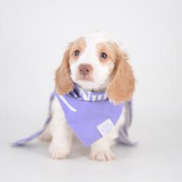 Anise - Full AKC ee red Piebald - Piebald female Dachshund puppy in Neosho, Missouri from A Walk In The Park