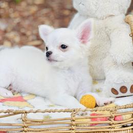 Duke - Cream and white male Chihuahua puppy in Oviedo, Florida from ROYALCHIHUAHUAPUPPY