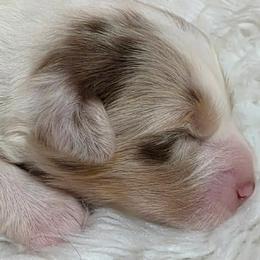 Australian Shepherd puppies from SugarWood Australian Shepherds