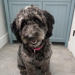 Ash - Goldendoodle