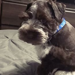 Miniature Schnauzers and Schnoodles from DM Schnoodles and schnauzers