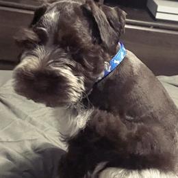 Miniature Schnauzers and Schnoodles from DM Schnoodles and schnauzers